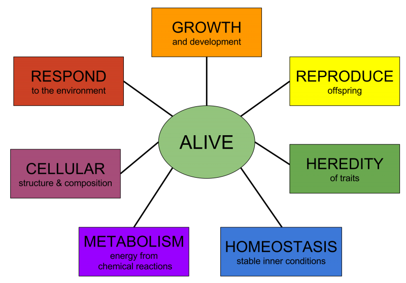 Homeostasis