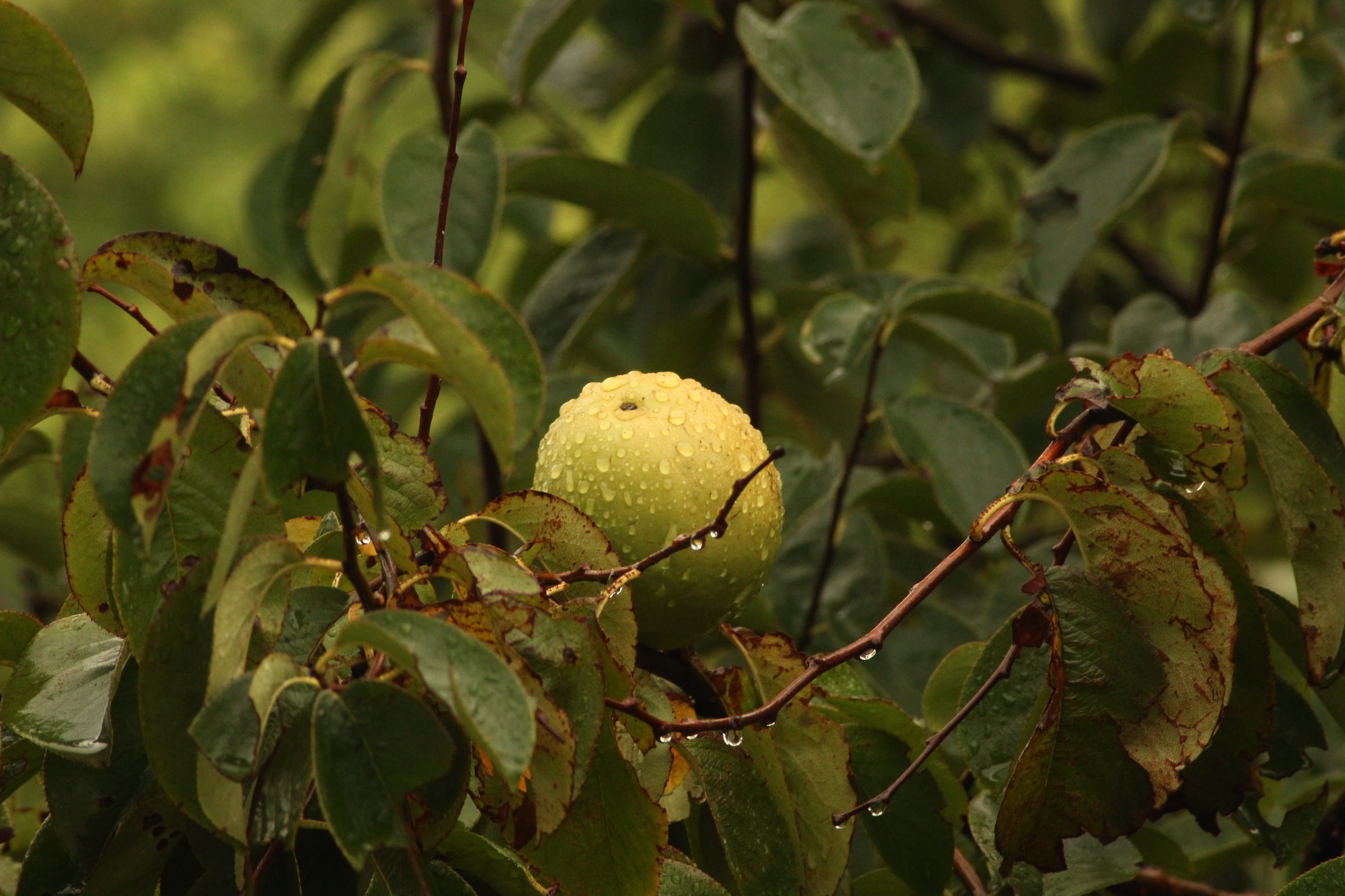 guava