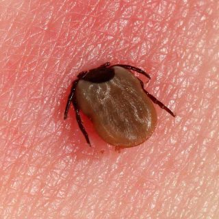 Lyme1